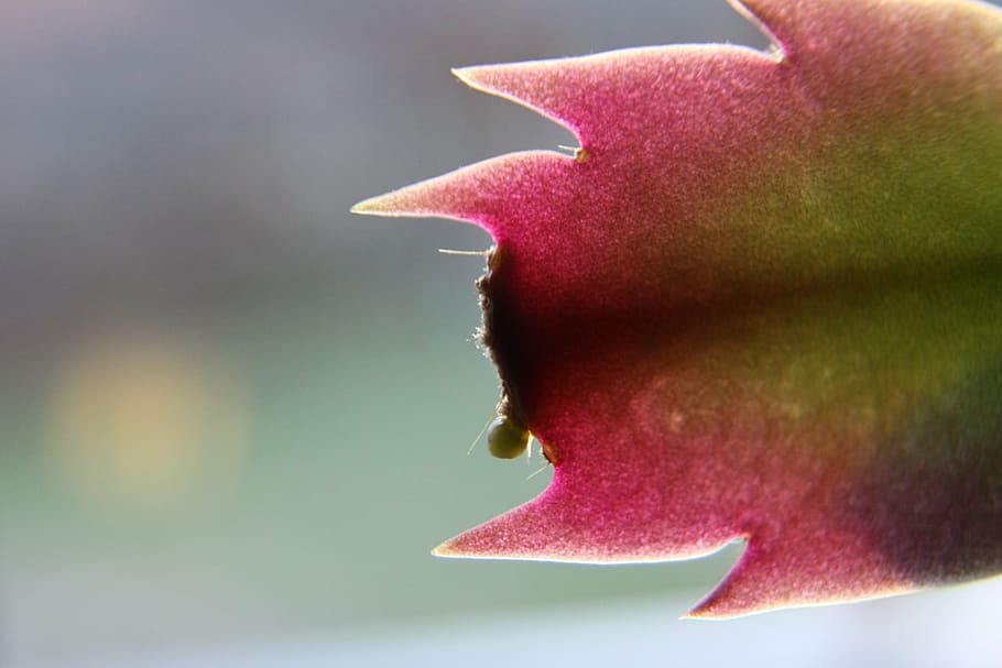 cactus, flower, plant, red, green, nature, leaf, close-up, freshness HD wallpaper