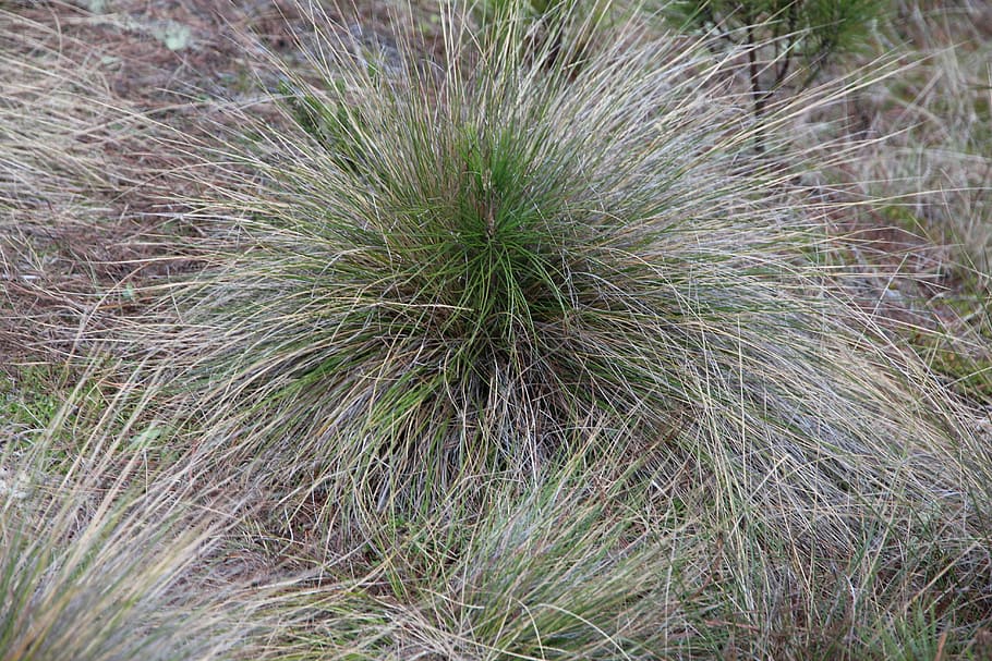 grass, hubble, autumn, dry grass, nature, plant, the old grass HD wallpaper