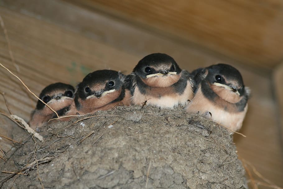 four brown and black birds on nest, spring, young, little, baby HD wallpaper