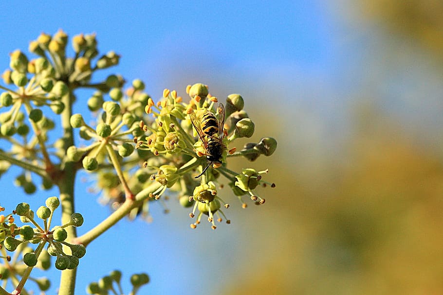 wasps, insect, close, nature, animal, field wasp ivy, efeubluete HD wallpaper