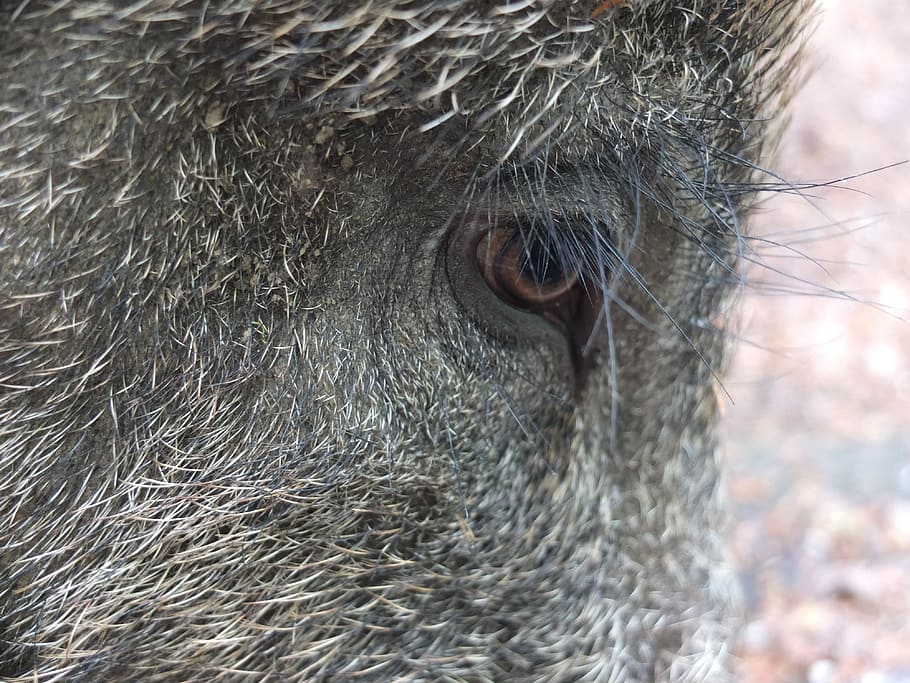 eyelashes, long, boar, bristles, animal, nature, pig, animals HD wallpaper