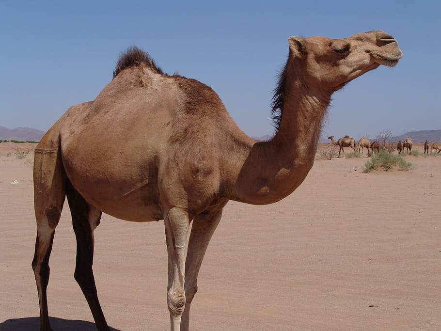 camel, chateau, desert, animal themes, mammal, domestic animals HD wallpaper