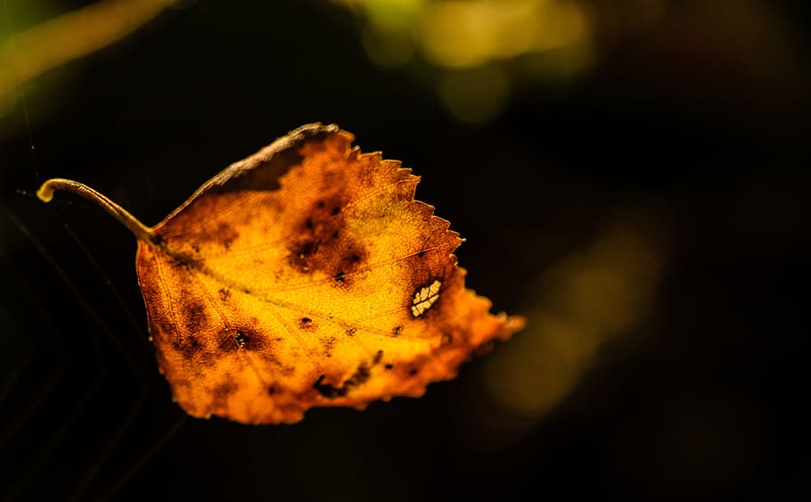 autumn, leaf, orange, fall, nature, autumn leaves, tree, october HD wallpaper