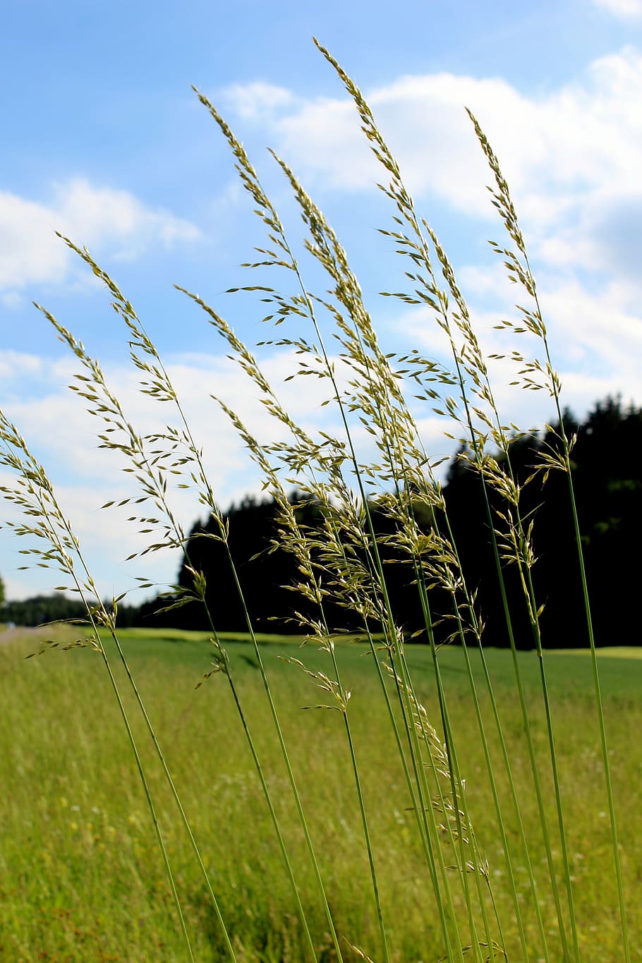 spring, nature, plant, meadow, growth, field, sky, cloud - sky HD wallpaper