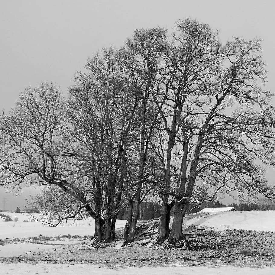 trees, winter, snow, allgäu, wintry, snowy, frost, winter cold HD wallpaper