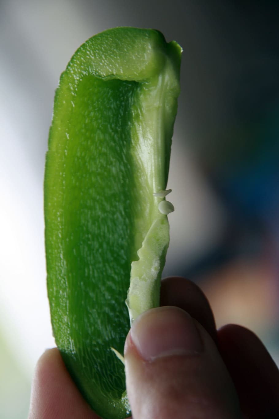 Pepper, Slice, Holding, Macro, green, food, fresh, vegetable HD wallpaper