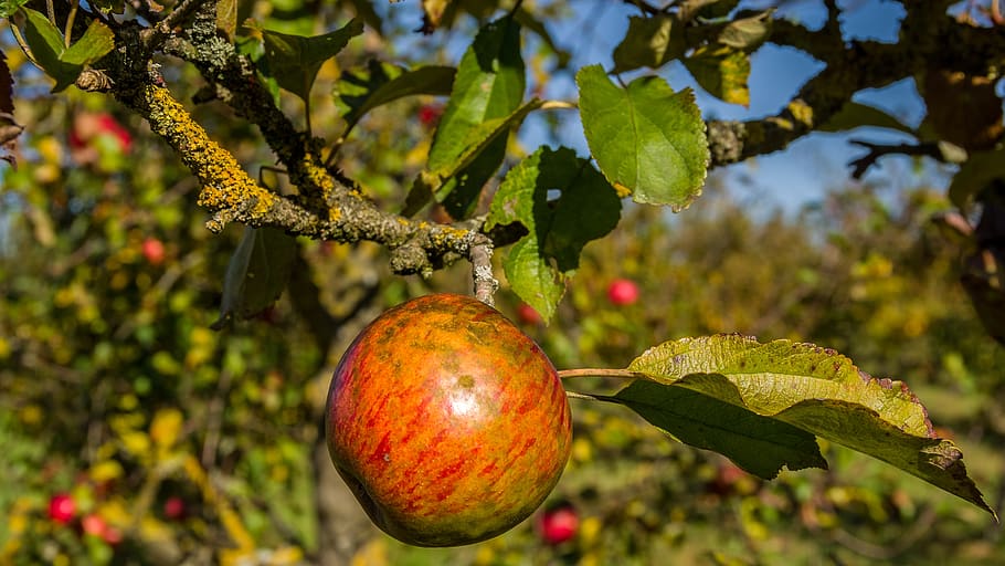 fruit, nature, tree, leaf, apple, harvest, autumn, green, leaves HD wallpaper