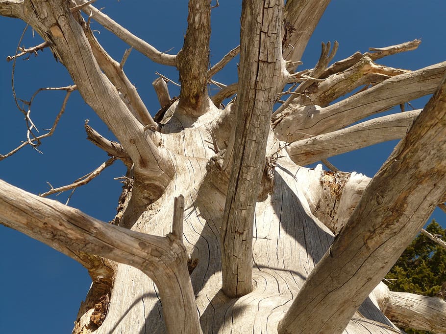 tree, log, wood, branch, branches, dead, bark, gnarled, firewood HD wallpaper