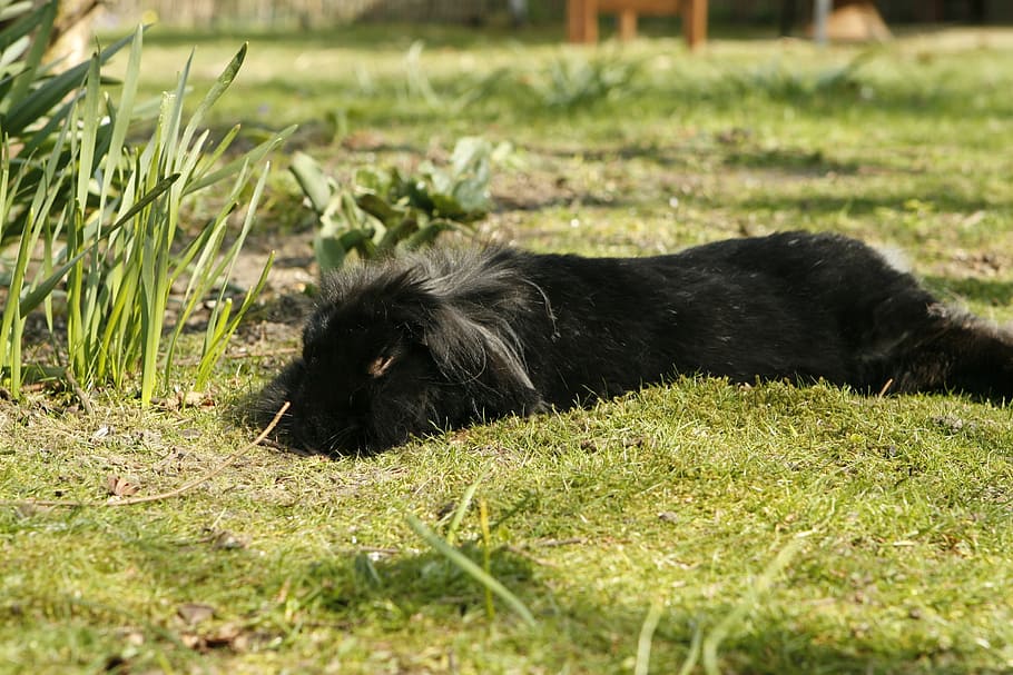 rabbit, bunny, garden, pet, spring, one animal, mammal, animal themes HD wallpaper