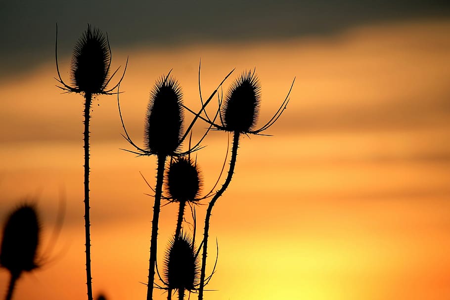silhouette of flowers, sunset, sky, afterglow, twilight, evening sky HD wallpaper
