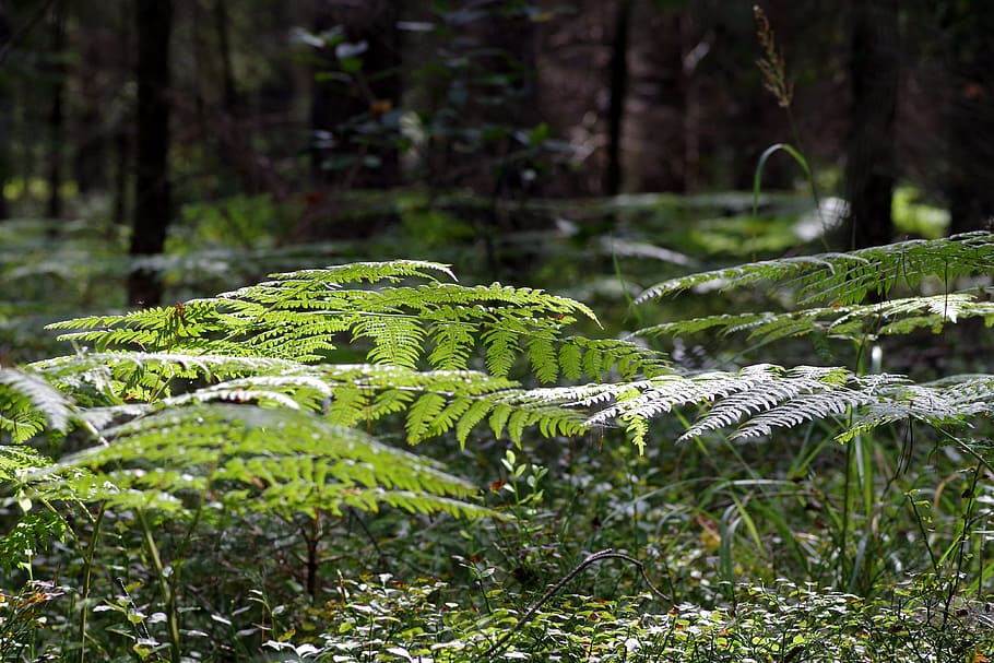 fern, foliage, tree, forest, green, nature, leaf, polypody HD wallpaper