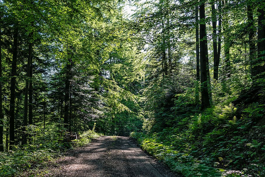Forest Road, Tree, Summer, green, the sun, the sun's rays, morning HD wallpaper