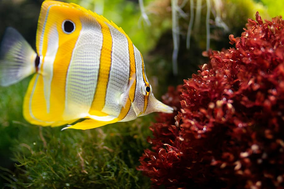 white and yellow striped fish close-up photo, aquarium, underwater, HD wallpaper