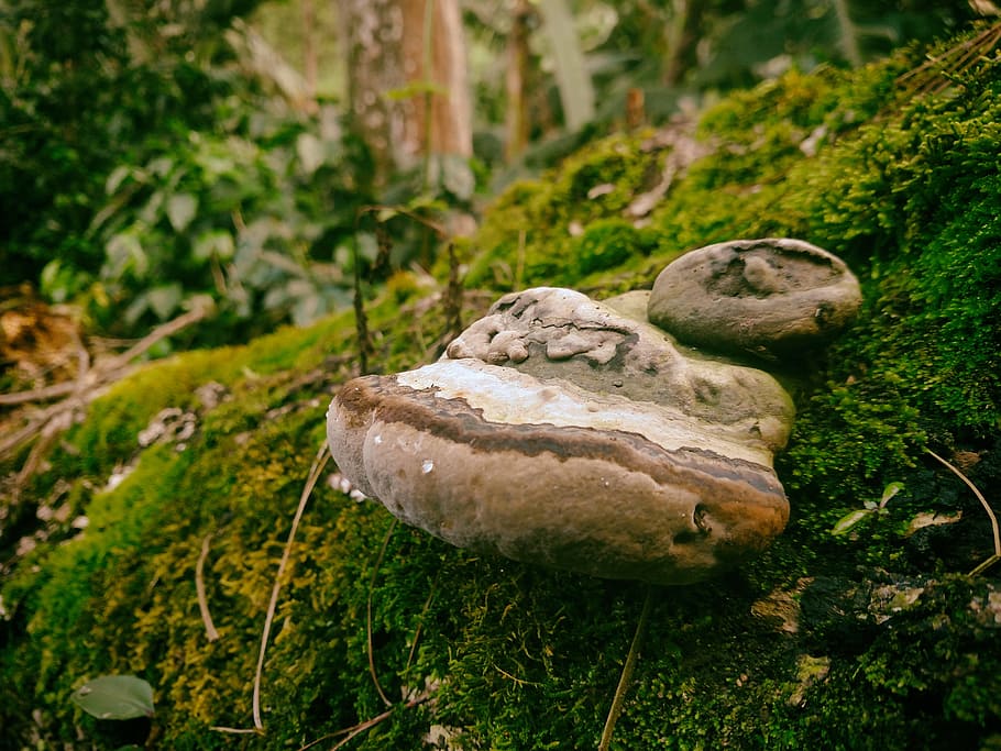 fungi, tree, green, forest, trees, nature, plant, growth, no people HD wallpaper