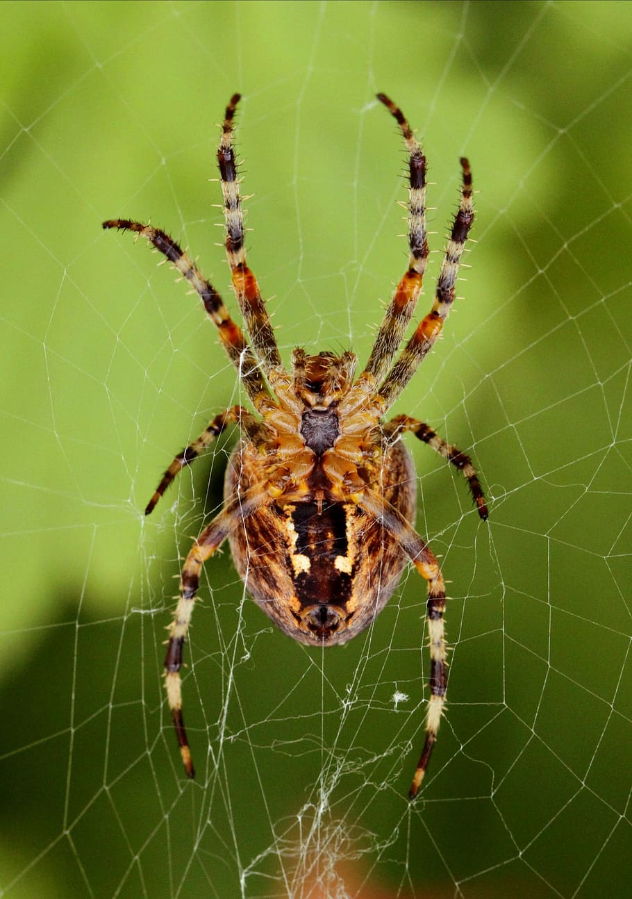 spider, network, cobweb, insect, close, nature, spider macro HD wallpaper