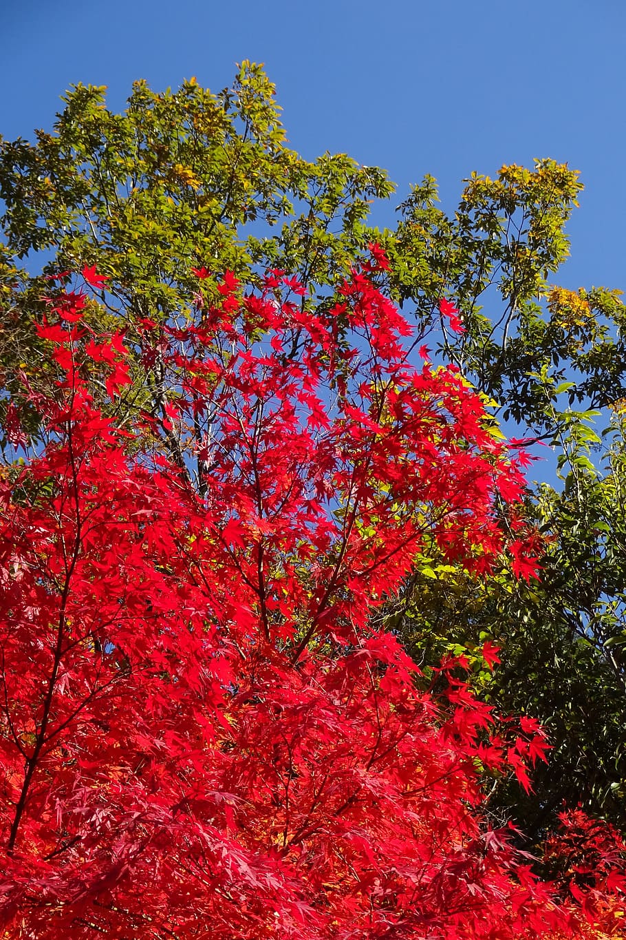 autumnal leaves, red leaves, green leaves, deciduous trees, HD wallpaper