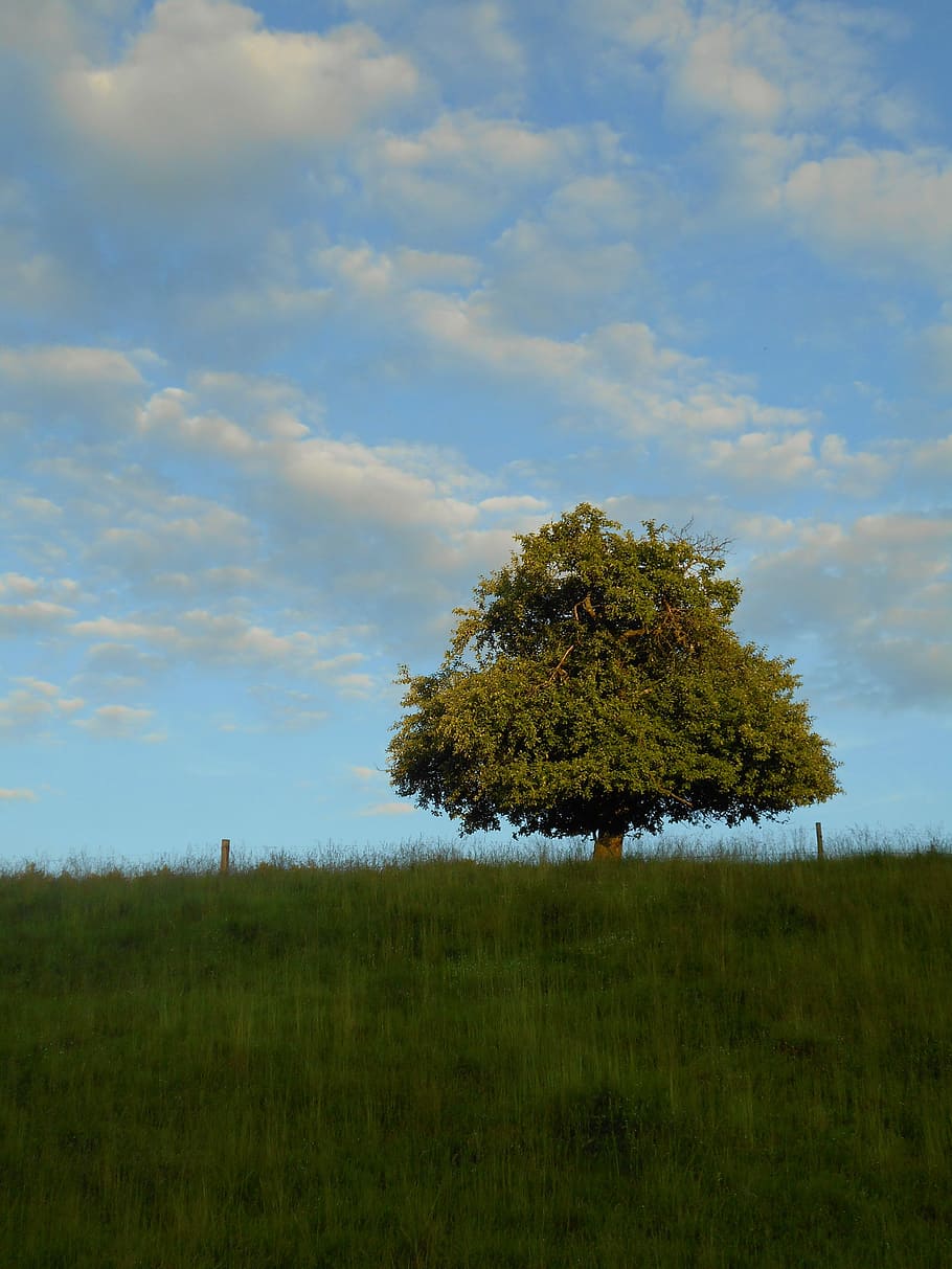 Apple Tree, Tree, Solitaire, Pasture, clouds, field, nature HD wallpaper