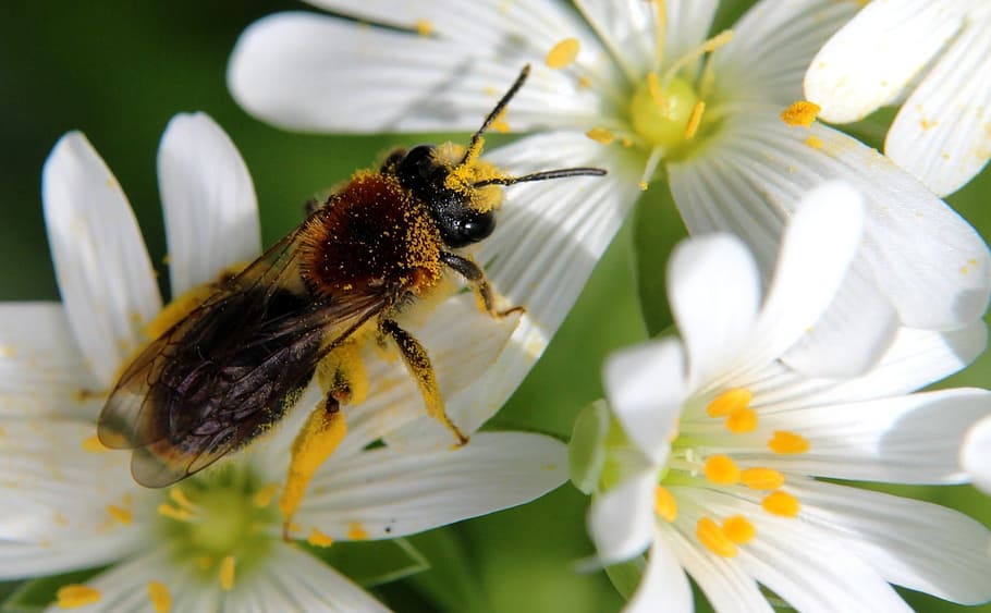Bee, Pollen, Nature, Forage, summer, flower, one animal, insect HD wallpaper