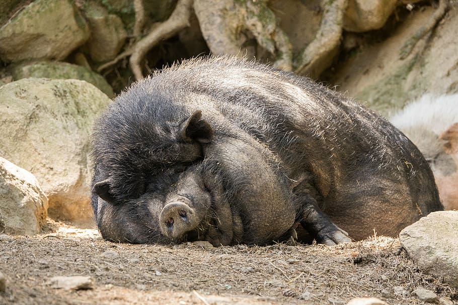 HD wallpaper: black wild boar lying on ground, pot bellied pig, fat, tired  | Wallpaper Flare