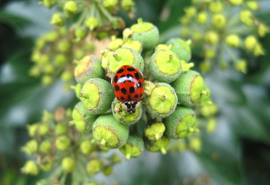 Asian, Ladybug, Large Dots, asian ladybug, efeublüte, insect, HD wallpaper