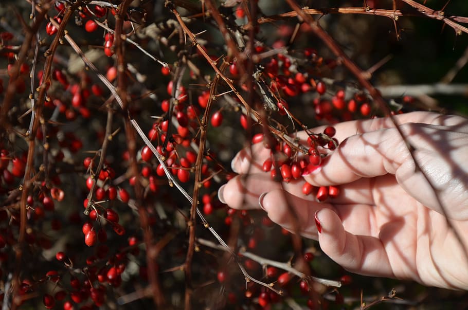 Berry, Red, Hand, Spring, Plant, Nature, human body part, human hand HD wallpaper
