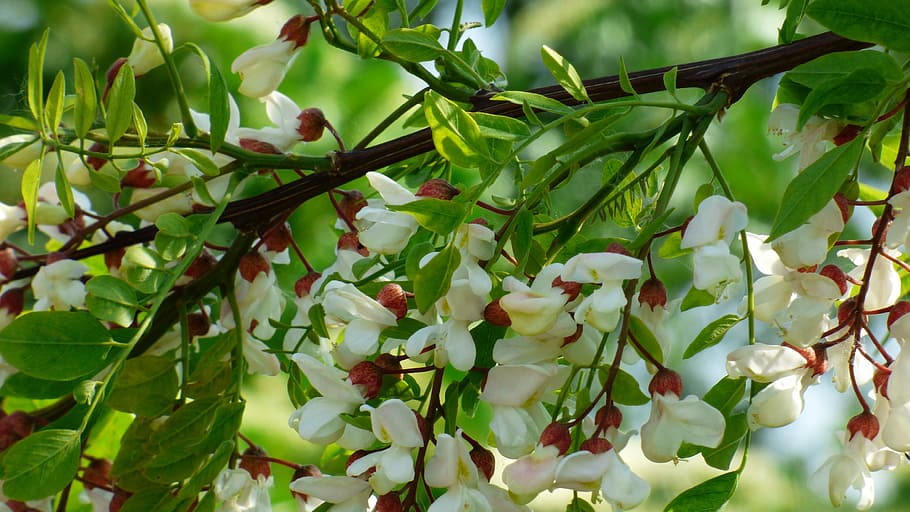 Acacia, Tree, White, Flowers, green color, leaf, food and drink HD wallpaper