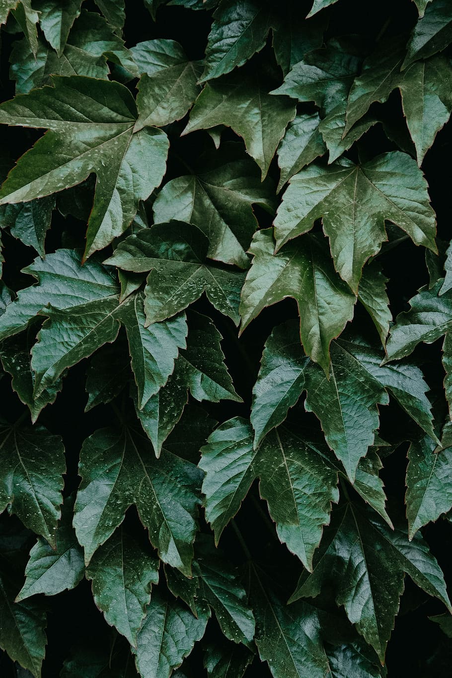 green plant, lobed green leaves, leaf, tree, park, wild, london HD wallpaper