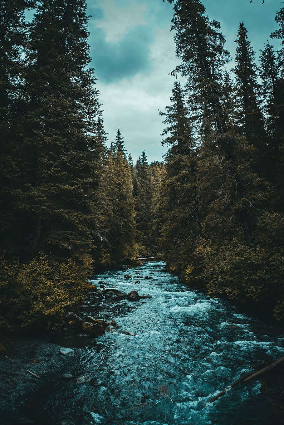 river between trees, photo of river between pine trees, forest HD wallpaper