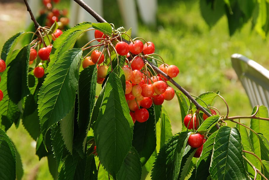 nature, fruit, cherry, food, healthy, vitamins, branch, harvest HD wallpaper