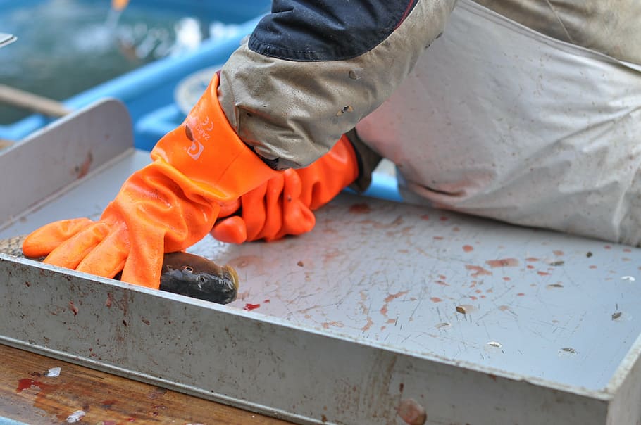 carp, gutting, christmas, working, manual Worker, human Hand HD wallpaper