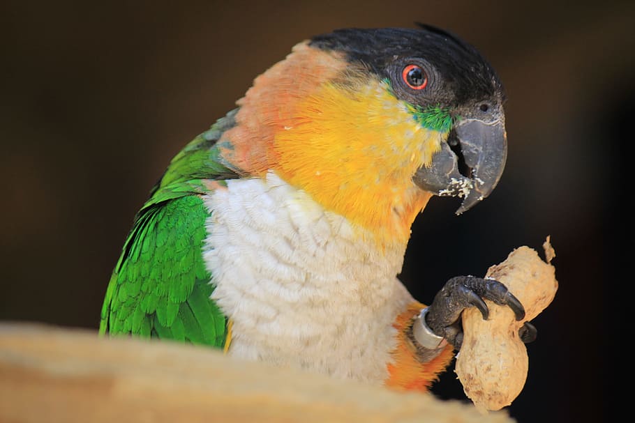 birds, parrot, fauna, animal, animals, nature, animal world HD wallpaper