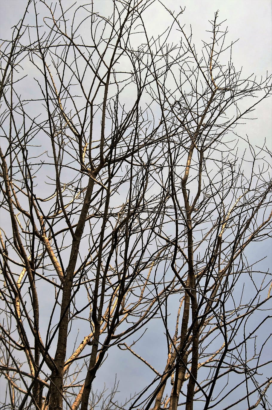 twigs, dry twigs, dry tree, burned tree, sky, bare tree, low angle view HD wallpaper