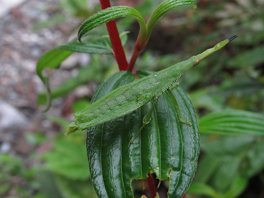 Bug, Leaf, Nature, Jungle, Insect, green, plant, green Color HD wallpaper