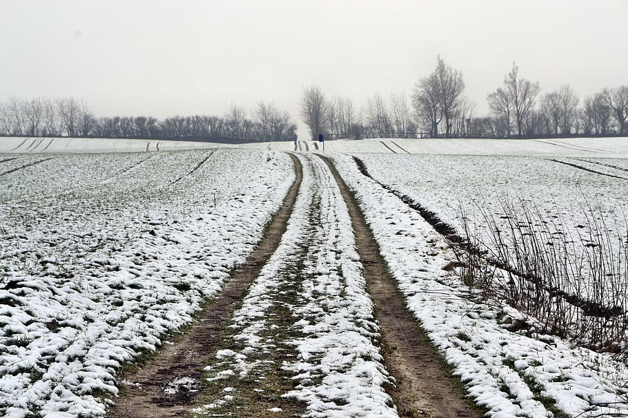 lane, snow, winter, cold temperature, tree, plant, landscape HD wallpaper