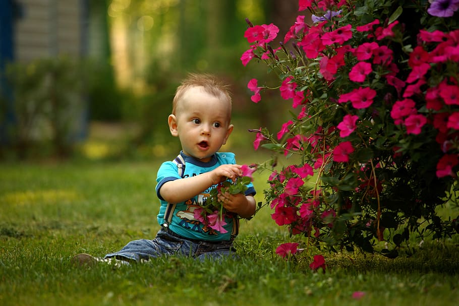 baby in blue shirt near pink Petunia flower at daytime, kid, park