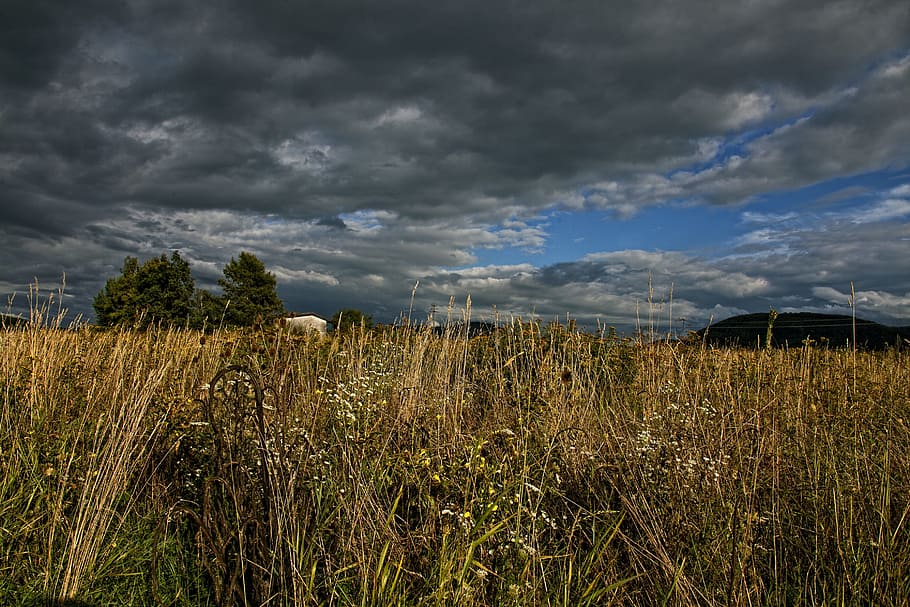 Landscape, Clouds, gewitterstimmung, grass, high grass, horizon HD wallpaper