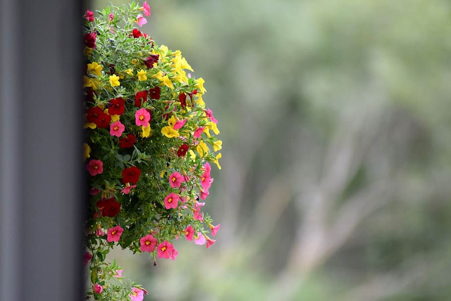 selective focus photography of pink, red, and yellow flowers HD wallpaper