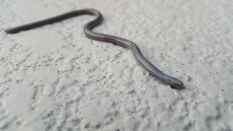 Blind, Snake, Small, Silver, Blue, Blue, Gray, black, reptile HD wallpaper