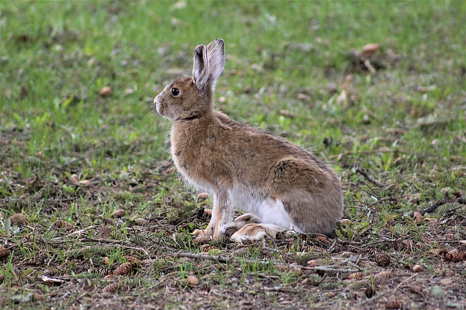 rabbit, nature, wildlife, hare, animal, easter, cute, mammal HD wallpaper