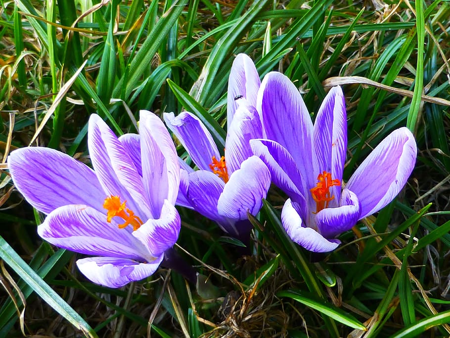 Crocus, Snowdrops, Flowers, growth, nature, purple, petal, plant HD wallpaper