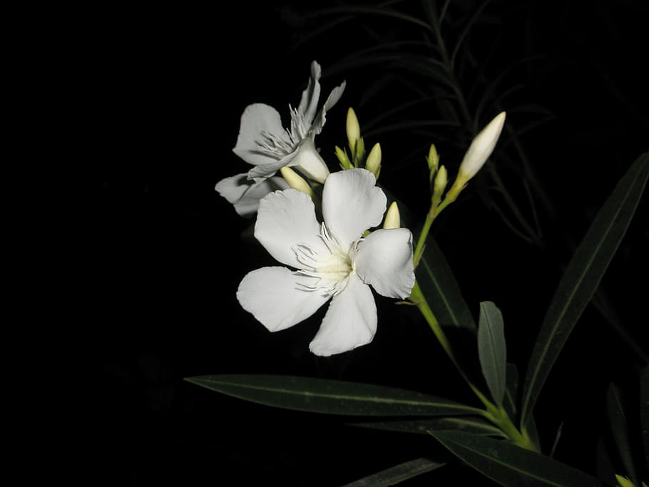 HD wallpaper: flowers, garden, flora, white, oleander, flowering plant