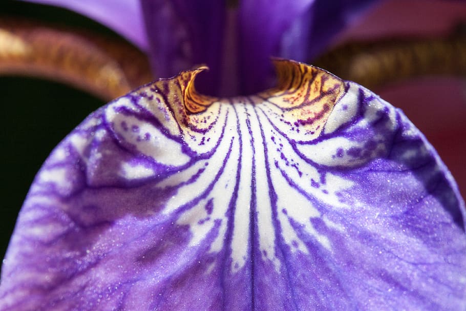 purple iris flower, iris pseudacorus, plant, iridaceae, hanging leaves HD wallpaper