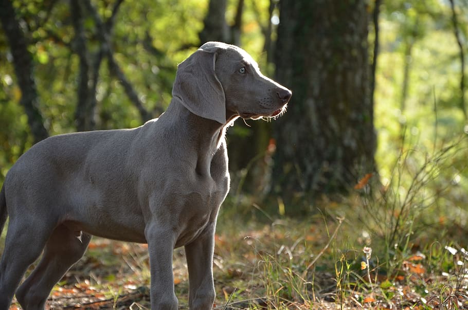 silver Weimaraner standing on grasses, Puppy, Dog, Muzzle, Animal HD wallpaper