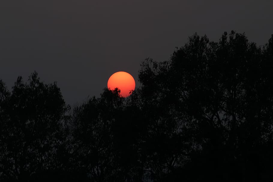 Sunset, Red, Tree, Silhouette, Moon, dark, night, beauty in nature HD wallpaper