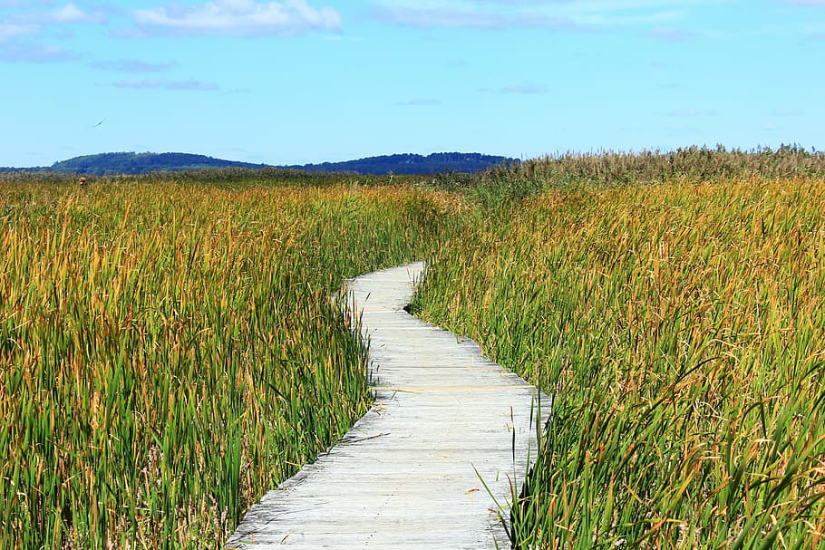 brown wooden pathway between green grass field at daytime, reed HD wallpaper