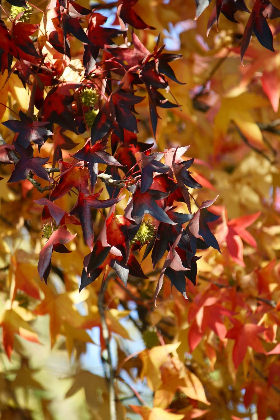 autumn, leaves, foliage, leaf, colors, yellow, tree, red, orange HD wallpaper