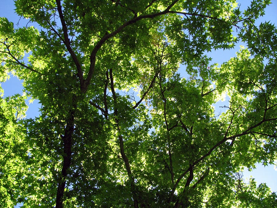 trees, leaves, branches, nature, forest, trunk, woodland, light HD wallpaper