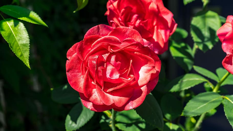 rose, flower, blossom, bloom, nature, rose blooms, summer, beauty HD wallpaper