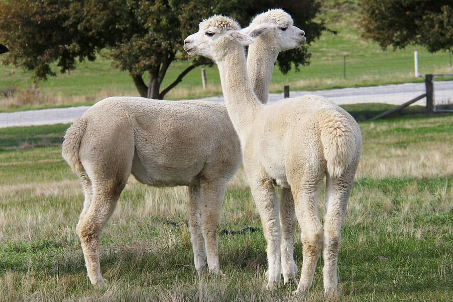 two white llamas standing on green grass field near road during daytime HD wallpaper