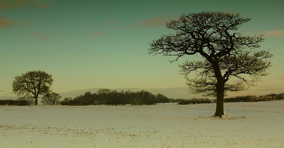 cold, snow, landscape, nature, covered, field, zing, frost, frosty HD wallpaper
